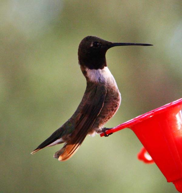 Sedona Hummingbirds - Sedona Cathedral Hideaway Bed and Breakfast and