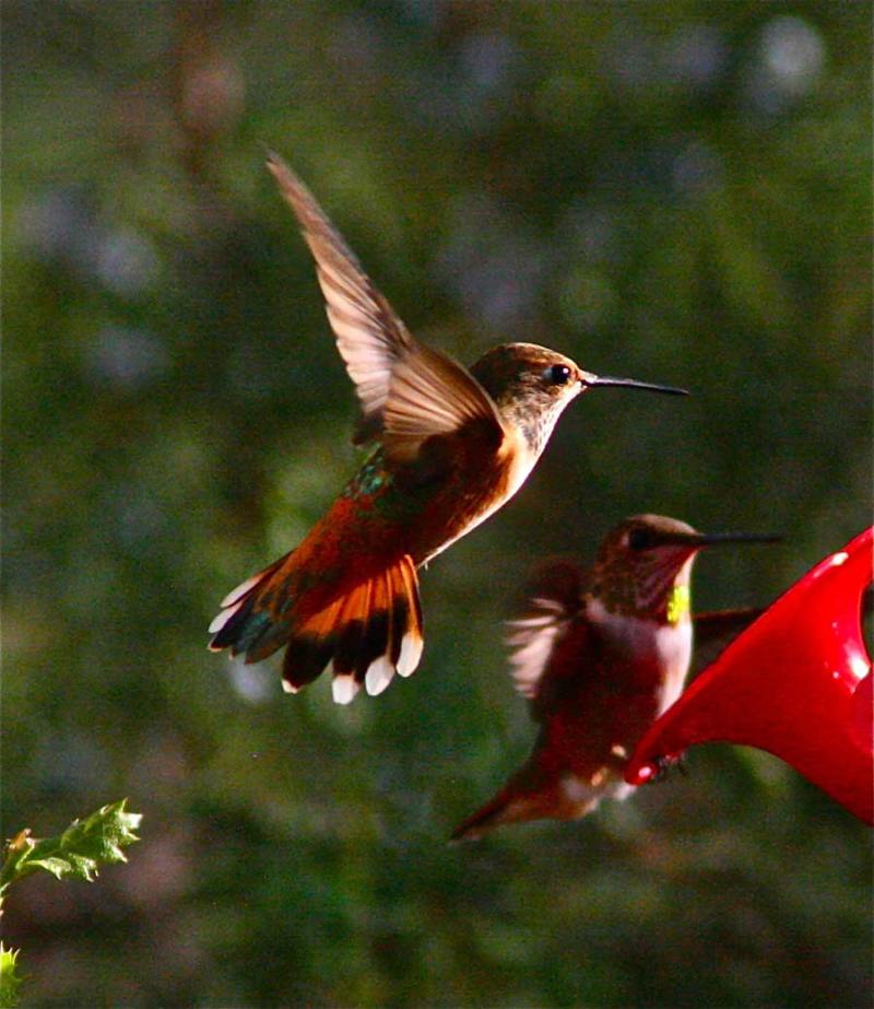 Sedona Hummingbirds - Sedona Cathedral Hideaway Bed and Breakfast and