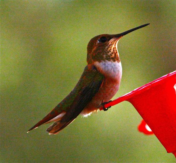 Sedona Hummingbirds - Sedona Cathedral Hideaway Bed and Breakfast and